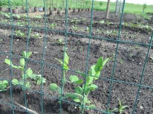 Peas getting ready to climb the fence.