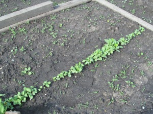 Radishes are in row. We are finally seeing some lettuce emerge. Now if the spinach would just come up.