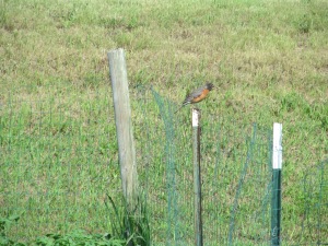 The birds are really enjoying the fences in the garden this year. We have seen lots of birds walking through and eating something. I sure hope they are getting rid of any bad bugs before they reproduce.