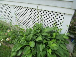 Hosta about to bloom