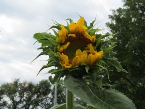 First sunflower in bloom