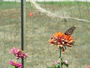 Butterfly on the Zinnia 