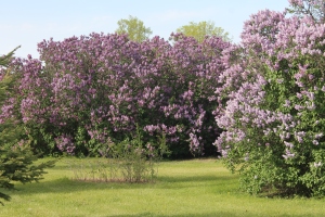 Lilacs at my mother's 