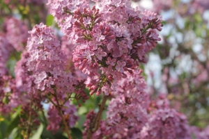 Close up of the lilacs